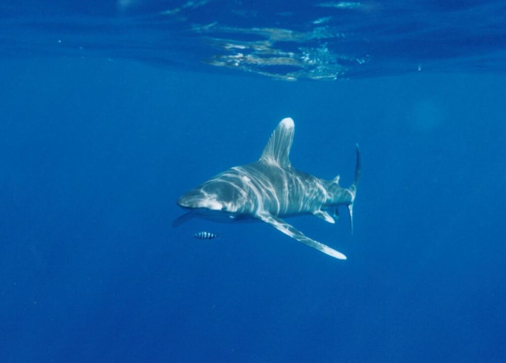 Um tubarão-galha-branca-oceânico nada logo abaixo da superfície em direção à câmera, com o dorso riscado de reflexos de sol e um peixe-piloto listrado na frente do focinho