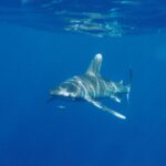 Um tubarão-galha-branca-oceânico nada logo abaixo da superfície em direção à câmera, com o dorso riscado de reflexos de sol e um peixe-piloto listrado na frente do focinho