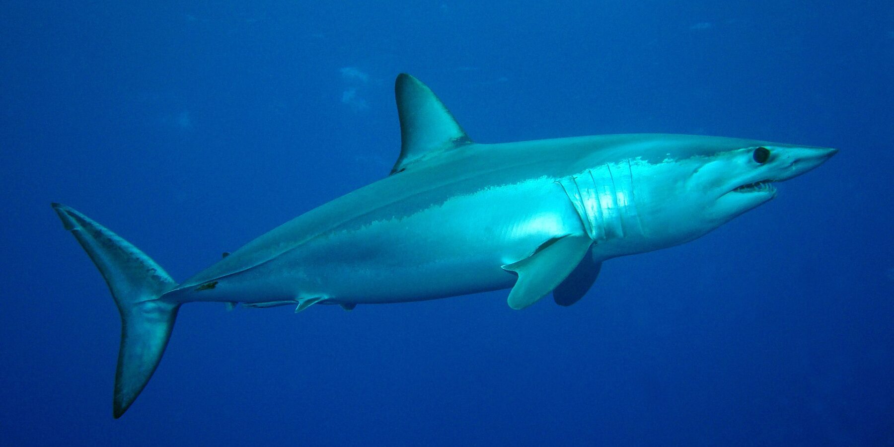 Um tubarão-mako visto de lado, dorso azul-metálico e ventre branco, focinho pontudo, dentes aparentes e grande olho preto, no azul do Banco Condor