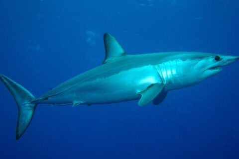Um tubarão-mako visto de lado, dorso azul-metálico e ventre branco, focinho pontudo, dentes aparentes e grande olho preto, no azul do Banco Condor