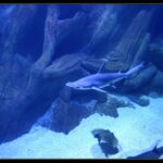 Um tubarão-martelo-liso nada de perfil, com a cabeça à esquerda, no tanque azul de um aquário: a cabeça achatada em martelo com o olho na ponta, uma dorsal alta e o ventre claro; uma raia e outro tubarão passam na areia mais abaixo