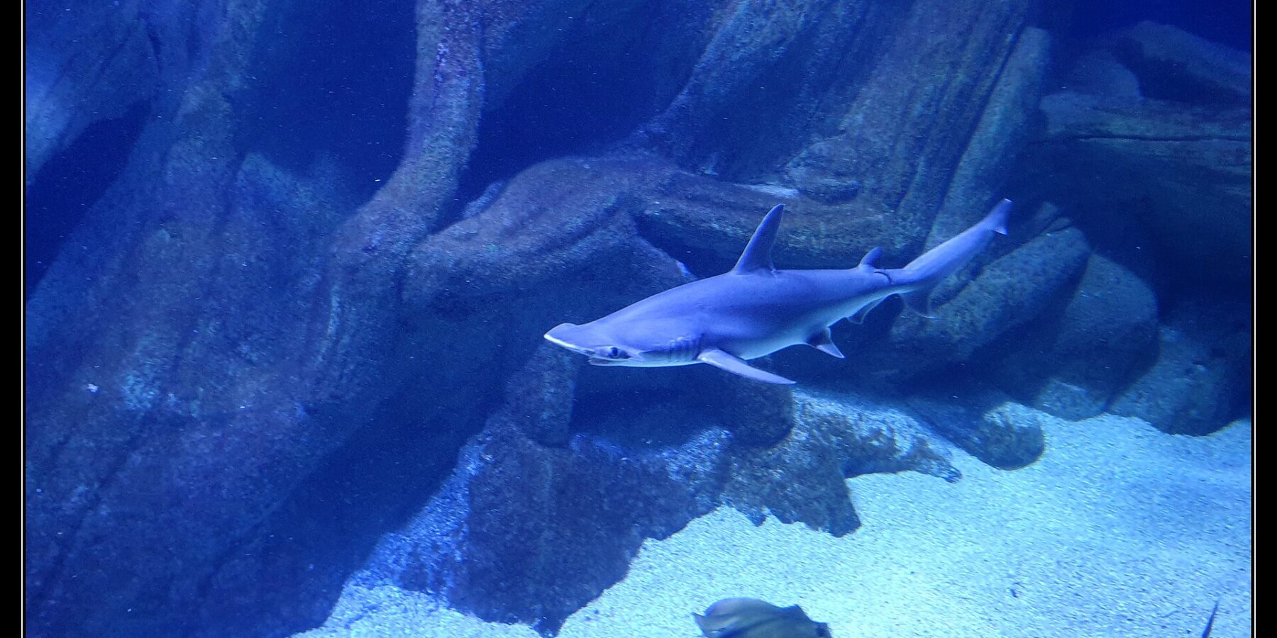 Um tubarão-martelo-liso nada de perfil, com a cabeça à esquerda, no tanque azul de um aquário: a cabeça achatada em martelo com o olho na ponta, uma dorsal alta e o ventre claro; uma raia e outro tubarão passam na areia mais abaixo