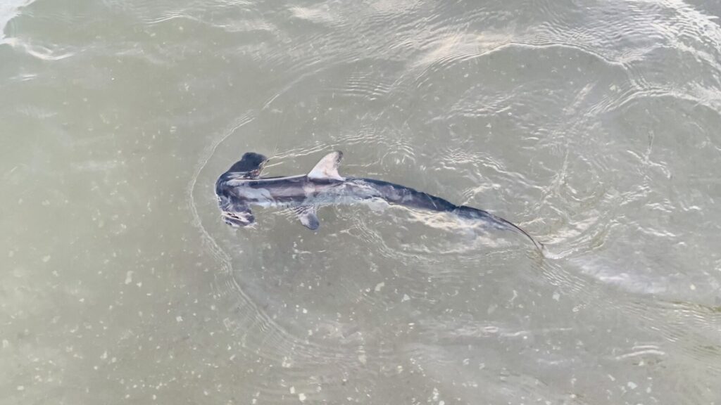 Um jovem tubarão-martelo-liso visto de cima numa água verde e rasa, com a cabeça em martelo à esquerda, a nadadeira dorsal e as peitorais abertas
