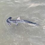 Um jovem tubarão-martelo-liso visto de cima numa água verde e rasa, com a cabeça em martelo à esquerda, a nadadeira dorsal e as peitorais abertas