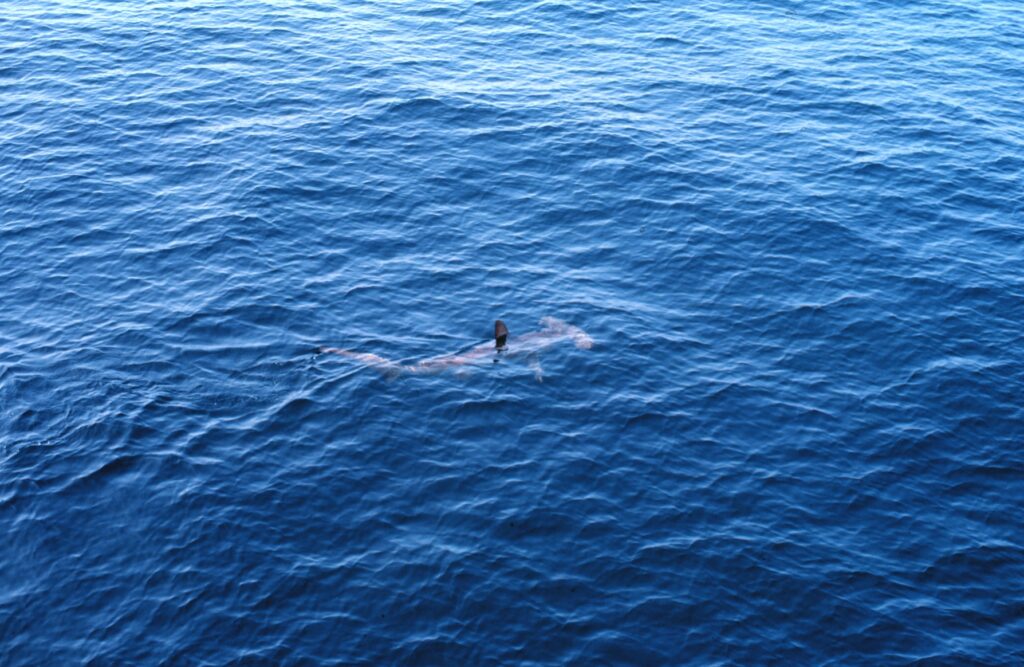 Um tubarão-martelo-liso visto de cima, logo abaixo da superfície de um mar azul, com a nadadeira dorsal fora da água e a cabeça em martelo bem visível à frente