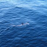 Um tubarão-martelo-liso visto de cima, logo abaixo da superfície de um mar azul, com a nadadeira dorsal fora da água e a cabeça em martelo bem visível à frente