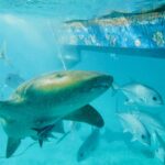 Um tubarão-lixa nada perto da superfície sob o casco de um barco, entre xaréus prateados: olho pequeno, barbilhão pendurado na frente da boca, peitoral larga e arredondada, pele bege-amarronzada com pintinhas finas