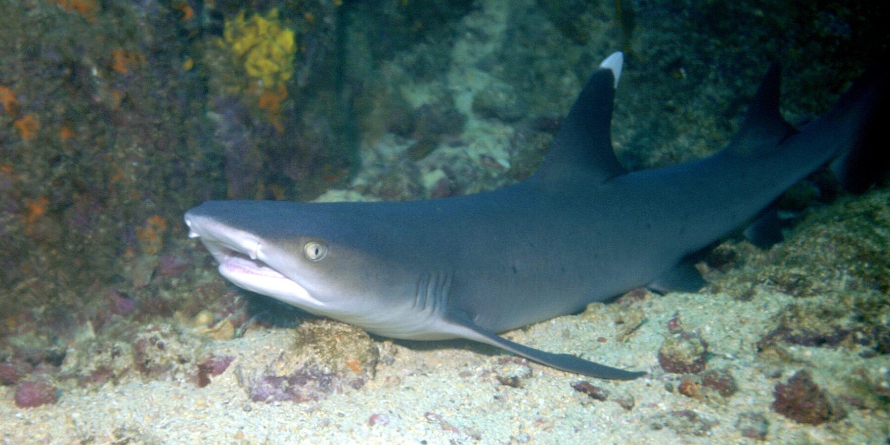 Um tubarão-galha-branca-de-recife descansando na areia ao pé de um paredão rochoso, com a boca entreaberta e a ponta da primeira dorsal de um branco vivo