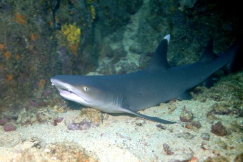 Um tubarão-galha-branca-de-recife descansando na areia ao pé de um paredão rochoso, com a boca entreaberta e a ponta da primeira dorsal de um branco vivo