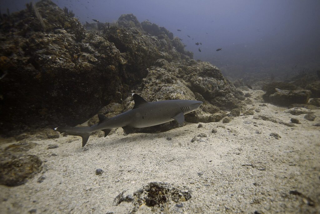 Um tubarão-galha-branca-de-recife nada de perfil rente à areia ao longo de um recife rochoso, com as pontas brancas da primeira dorsal e do alto da cauda bem visíveis