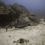 Um tubarão-galha-branca-de-recife nada de perfil rente à areia ao longo de um recife rochoso, com as pontas brancas da primeira dorsal e do alto da cauda bem visíveis