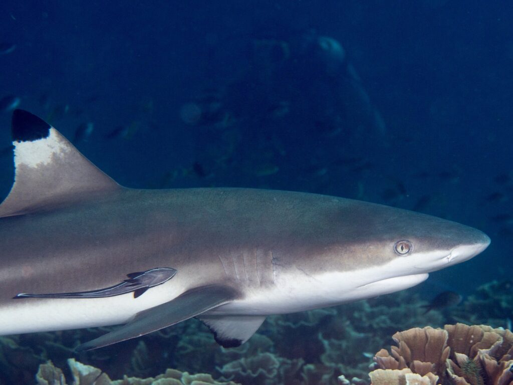 Um tubarão-galha-preta visto de perfil em close, cabeça à direita, nadadeira dorsal de ponta preta e uma rêmora grudada no flanco, passando ao longo de corais-alface sobre um fundo de água azul-escura.