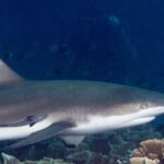 Um tubarão-galha-preta visto de perfil em close, cabeça à direita, nadadeira dorsal de ponta preta e uma rêmora grudada no flanco, passando ao longo de corais-alface sobre um fundo de água azul-escura.