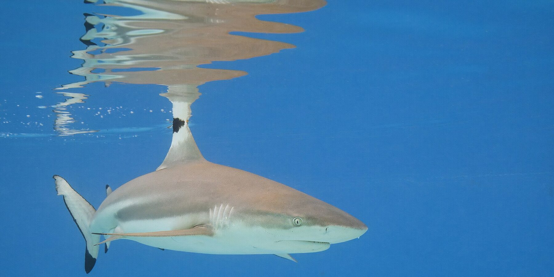 Um tubarão-galha-preta-de-recife nada logo abaixo da superfície de uma água azul, com a ponta preta da primeira dorsal aflorando e o reflexo desenhado na superfície, e a ponta preta do lobo inferior da cauda bem visível