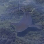 Um tubarão-galha-preta visto de cima através da superfície, nadando em pouquíssima água sobre corais-couro, com a ponta preta da cauda bem visível, numa luz velada.