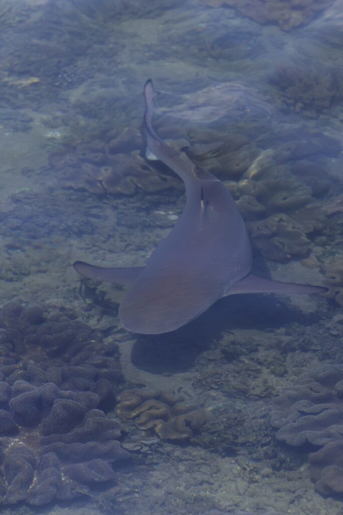Um tubarão-galha-preta visto de cima através da superfície, nadando em pouquíssima água sobre corais-couro, com a ponta preta da cauda bem visível, numa luz velada.