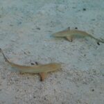 Dois tubarões-galha-preta-de-recife jovens vistos de cima em água muito rasa e clara, sobre a areia e pedaços de coral, com as pontas pretas das nadadeiras bem visíveis