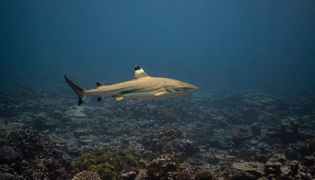 Um tubarão-galha-preta-de-recife nada de perfil acima de um recife de coral, com a ponta preta da primeira dorsal realçada por uma faixa clara, as outras nadadeiras e o lobo inferior da cauda com pontas pretas, uma faixa escura e depois uma faixa clara no flanco
