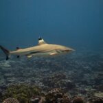 Um tubarão-galha-preta-de-recife nada de perfil acima de um recife de coral, com a ponta preta da primeira dorsal realçada por uma faixa clara, as outras nadadeiras e o lobo inferior da cauda com pontas pretas, uma faixa escura e depois uma faixa clara no flanco