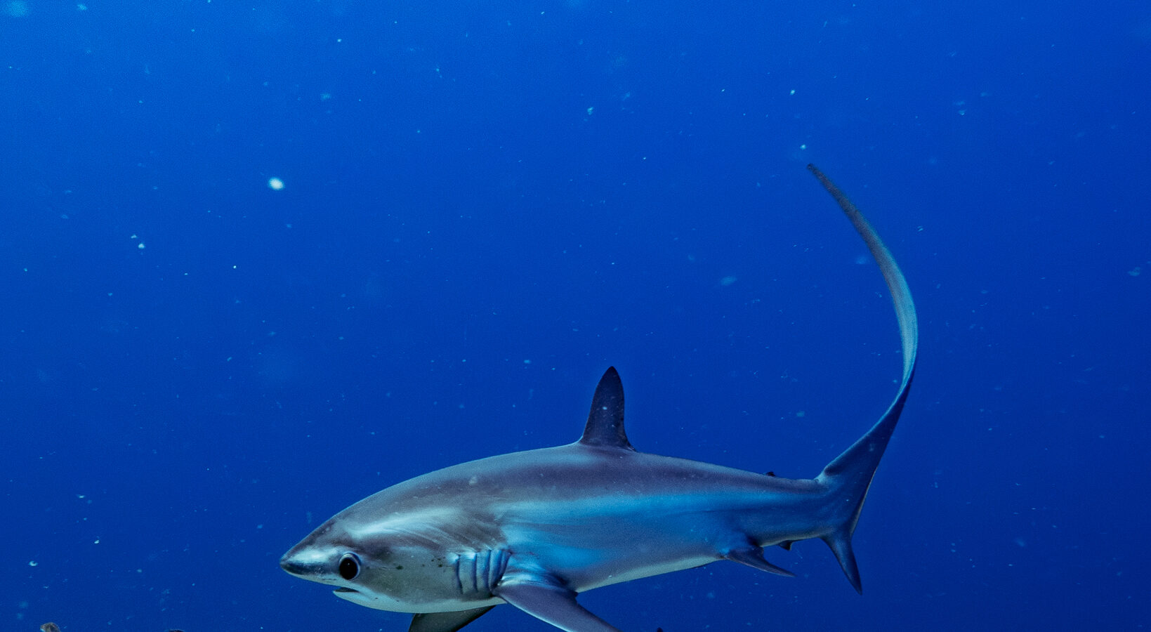 Um tubarão-raposa-pelágico de dorso azul, com a longa cauda erguida em forma de foice, nada acima de um fundo de algas no azul