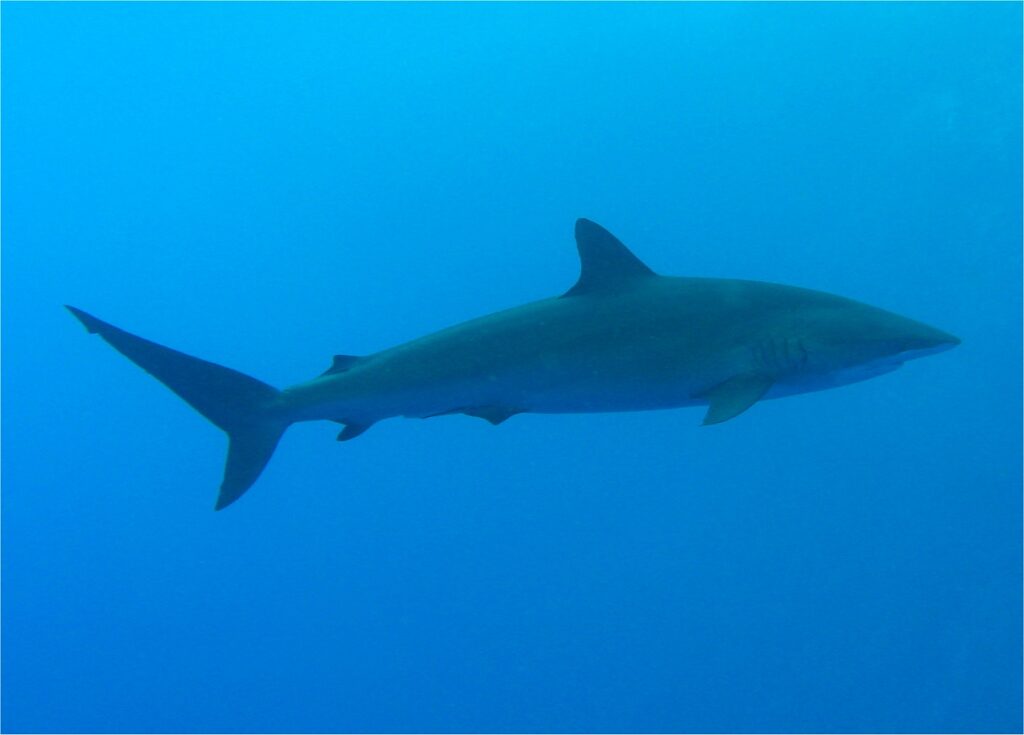 Um tubarão-lombo-preto de perfil no azul, corpo fino e alongado, primeira dorsal bem pequena situada atrás das peitorais, segunda dorsal minúscula perto da cauda