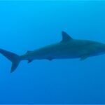 Um tubarão-lombo-preto de perfil no azul, corpo fino e alongado, primeira dorsal bem pequena situada atrás das peitorais, segunda dorsal minúscula perto da cauda