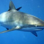 Um tubarão-lombo-preto visto de três quartos de frente no azul, dorso com reflexos bronze e dourados, ventre branco, focinho longo e arredondado, olho redondo, fendas branquiais e uma peitoral longa e estreita
