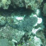 Um tubarão-tapete-barbudo visto de cima, deitado no recife, com a pele cinza marmorizada confundida com os corais, a cabeça franjada de lóbulos à direita e a cauda curvada para a esquerda.