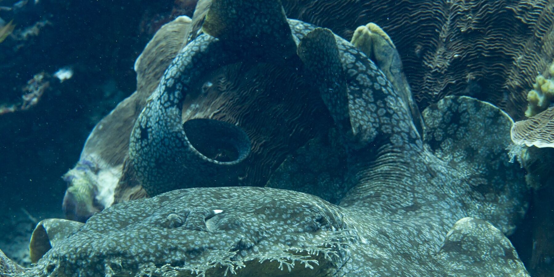 Um tubarão-tapete-franjado deitado ao pé de um bloco de coral, com o corpo achatado e marmorizado de cinza dobrado em curva e a franja de lobos ramificados que contorna a boca em primeiro plano.