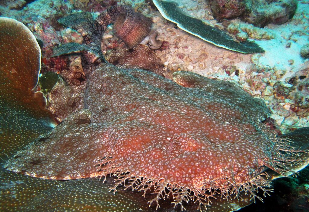 Close de um tubarão-tapete-barbudo deitado no recife, corpo achatado marrom-avermelhado salpicado de pequenas manchas claras, com a franja de lóbulos ramificados da cabeça em primeiro plano, contra um coral em mesa.