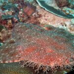 Close de um tubarão-tapete-barbudo deitado no recife, corpo achatado marrom-avermelhado salpicado de pequenas manchas claras, com a franja de lóbulos ramificados da cabeça em primeiro plano, contra um coral em mesa.