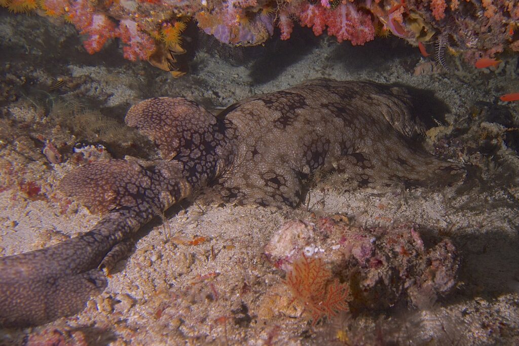 Um tubarão-tapete-franjado estendido na areia sob uma saliência de corais moles cor-de-rosa, com o dorso marrom coberto por um mosaico de manchas escuras rodeadas de pontos claros, as duas dorsais e a cauda dobrada à esquerda, a cabeça à direita