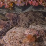 Um tubarão-tapete-franjado estendido na areia sob uma saliência de corais moles cor-de-rosa, com o dorso marrom coberto por um mosaico de manchas escuras rodeadas de pontos claros, as duas dorsais e a cauda dobrada à esquerda, a cabeça à direita