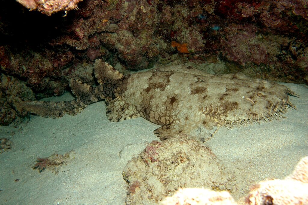 Um tubarão-tapete-franjado inteiro deitado na areia de uma caverna, com a cabeça larga e franjada à direita, as peitorais arredondadas, o corpo que se afina atrás das pélvicas, duas dorsais recuadas e uma cauda curta, bege manchado de marrom