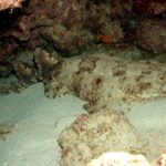 Um tubarão-tapete-franjado inteiro deitado na areia de uma caverna, com a cabeça larga e franjada à direita, as peitorais arredondadas, o corpo que se afina atrás das pélvicas, duas dorsais recuadas e uma cauda curta, bege manchado de marrom