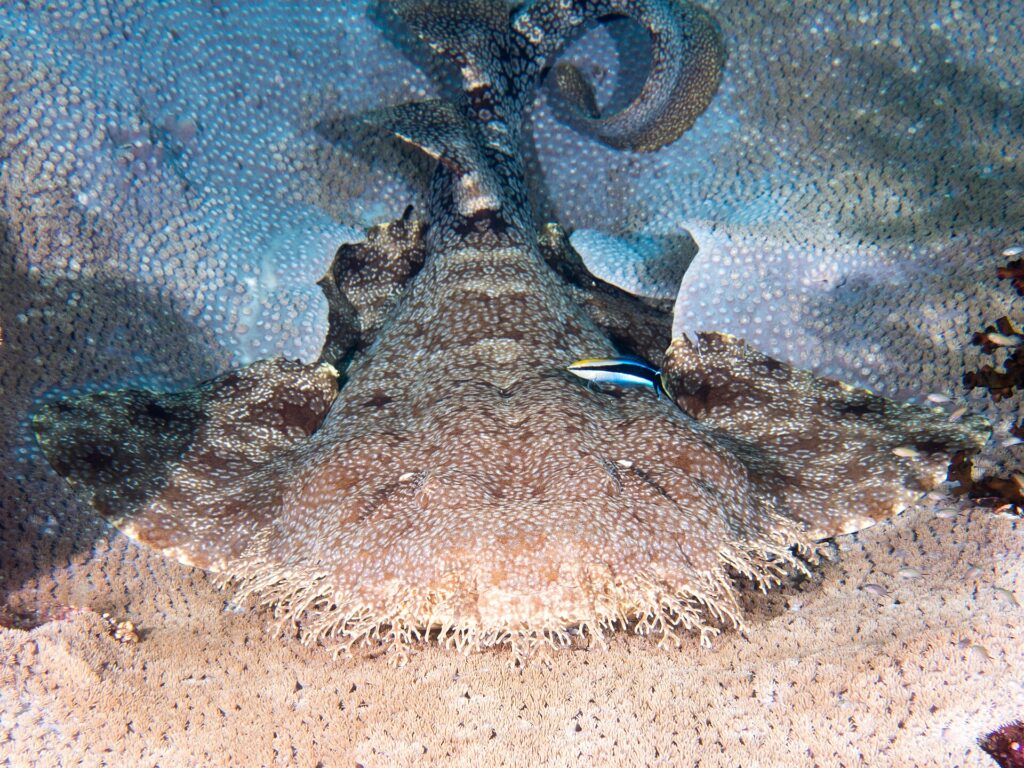 Um tubarão-tapete-franjado visto de frente, deitado sobre um coral-mesa, com a cabeça muito larga contornada por uma franja densa de lobos de pele ramificados, as peitorais largas abertas de cada lado, a cauda erguida atrás e um peixinho azul listrado de preto no dorso