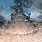 Um tubarão-tapete-franjado visto de frente, deitado sobre um coral-mesa, com a cabeça muito larga contornada por uma franja densa de lobos de pele ramificados, as peitorais largas abertas de cada lado, a cauda erguida atrás e um peixinho azul listrado de preto no dorso