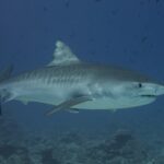Um tubarão-tigre nada de perfil para a direita acima de um fundo de recife, com o flanco cinza marcado por listras escuras esmaecidas, a barriga branca e uma rêmora sob a nadadeira peitoral, numa água azul salpicada de peixinhos.