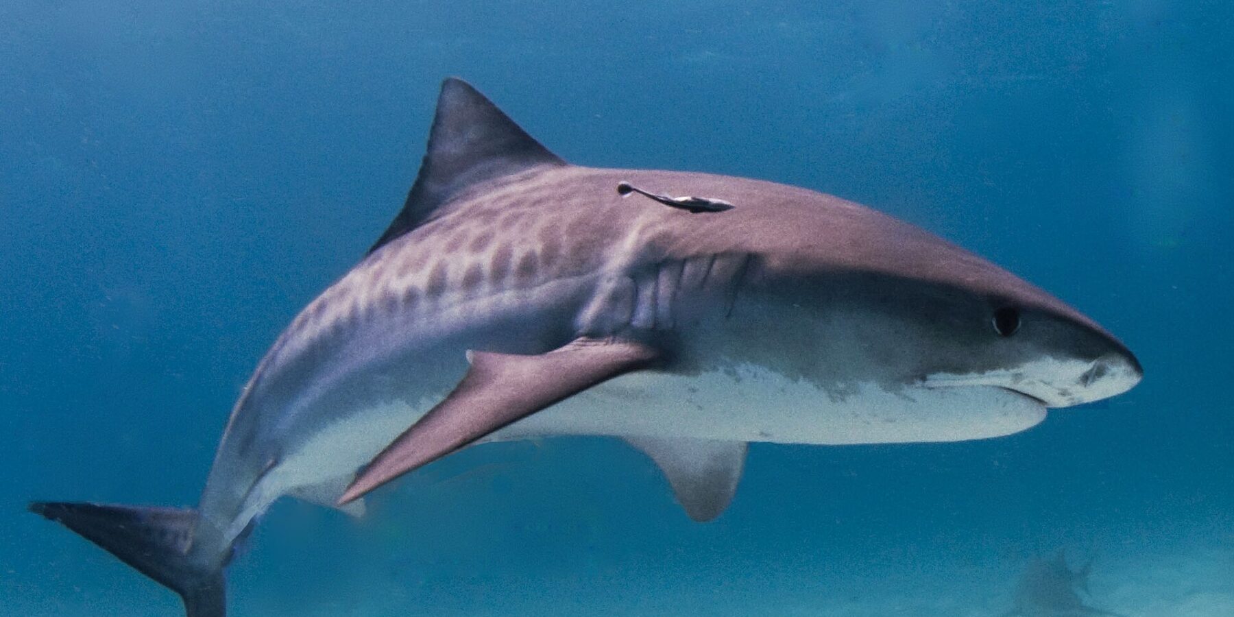 Um tubarão-tigre de perfil acima de um fundo de areia clara, com as listras escuras visíveis nos flancos e uma rêmora sob a dorsal