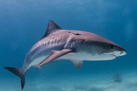 Um tubarão-tigre de perfil acima de um fundo de areia clara, com as listras escuras visíveis nos flancos e uma rêmora sob a dorsal