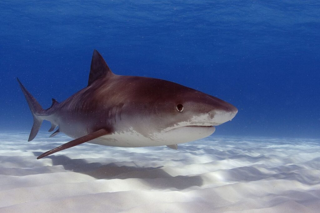 Um grande tubarão-tigre de três quartos acima de uma areia branca ondulada, com o dorso marrom quase uniforme, as listras pouco visíveis perto da cauda, o focinho curto e quadrado, o olho grande, a boca larga e o ventre branco