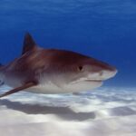 Um grande tubarão-tigre de três quartos acima de uma areia branca ondulada, com o dorso marrom quase uniforme, as listras pouco visíveis perto da cauda, o focinho curto e quadrado, o olho grande, a boca larga e o ventre branco