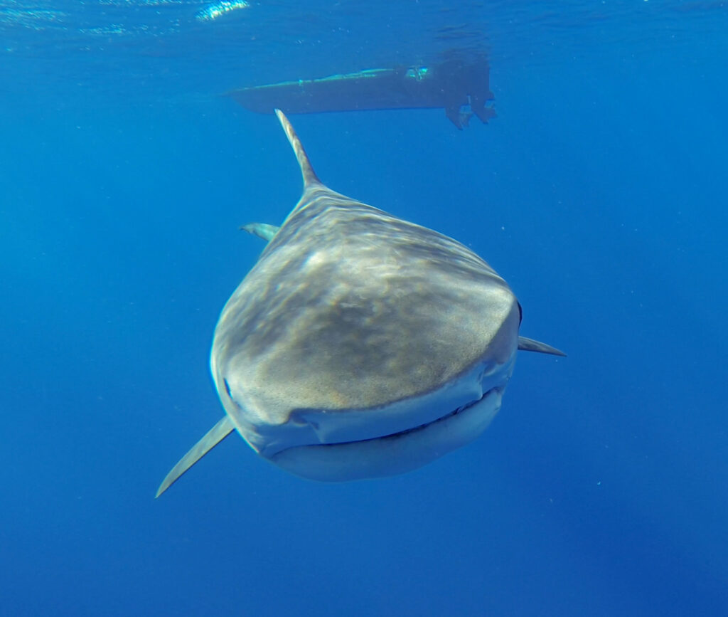 Um tubarão-tigre nada direto para a câmera no azul, com a cabeça muito larga de focinho curto quase quadrado, a boca esticada por toda a largura, as peitorais abertas e o casco de um barco na superfície, acima