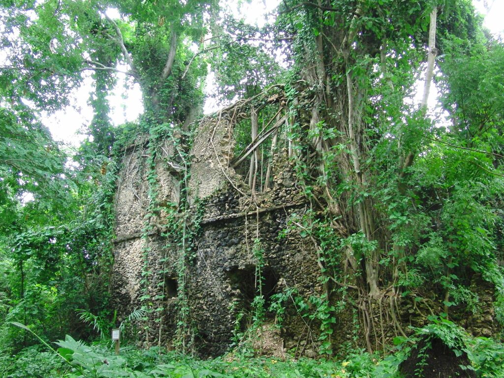 As paredes de pedra de coral de uma casa em ruínas tomada pelas raízes de uma figueira e pela vegetação, na ilha de Chole