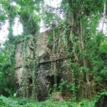 As paredes de pedra de coral de uma casa em ruínas tomada pelas raízes de uma figueira e pela vegetação, na ilha de Chole