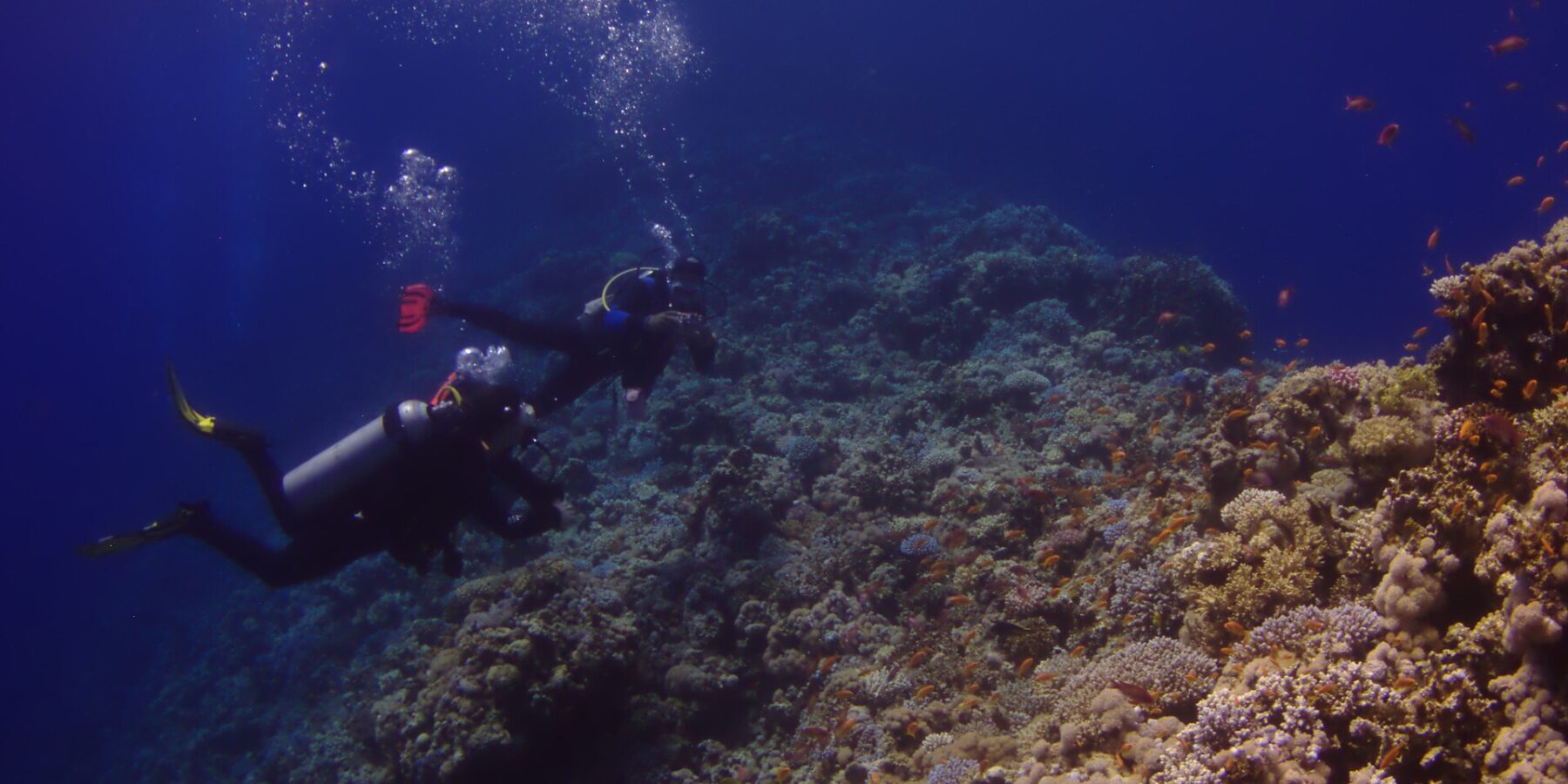 Dois mergulhadores percorrem a parede externa do Blue Hole, coberta de corais duros e anthias, com o azul profundo à esquerda