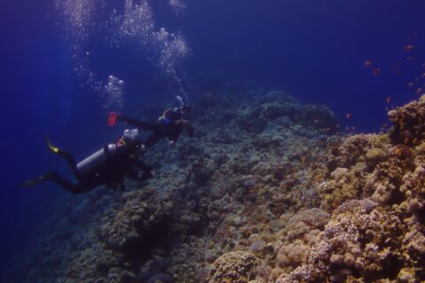 Dois mergulhadores percorrem a parede externa do Blue Hole, coberta de corais duros e anthias, com o azul profundo à esquerda