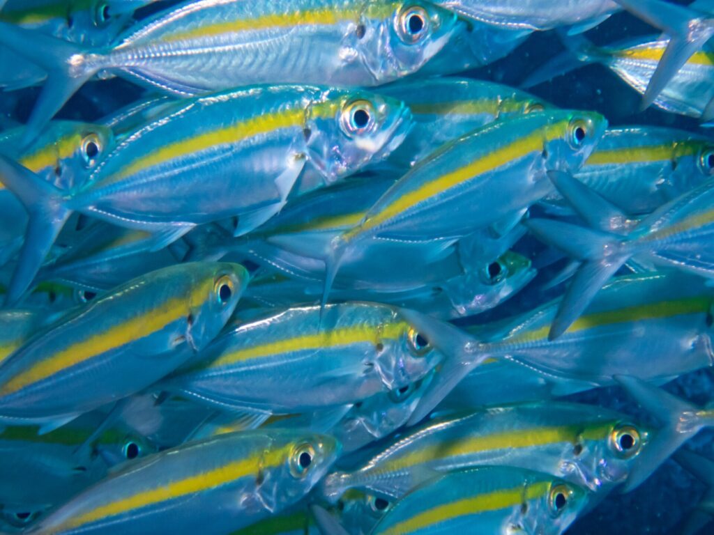 Um cardume denso de chicharros-olhudos, de corpo prateado com uma faixa amarelo-viva, preenche todo o quadro nadando para a direita sobre um fundo azul-escuro