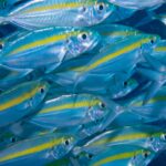 Um cardume denso de chicharros-olhudos, de corpo prateado com uma faixa amarelo-viva, preenche todo o quadro nadando para a direita sobre um fundo azul-escuro