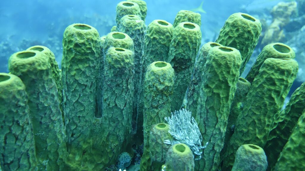 Um pequeno espirógrafo branco abre seu penacho ao pé de um conjunto de grandes esponjas tubulares verde-amareladas, em água azul